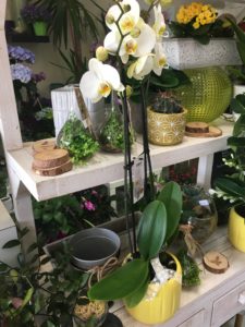 Le Jardin D&191.JPG039;Eden 278 191