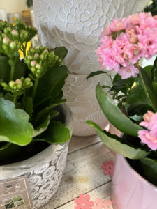 Le Jardin Deden Cache Pot 261