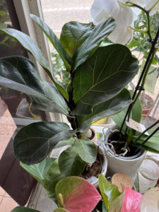 Le Jardin Deden Plante 279