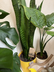 Le Jardin Deden Plante Verte 276