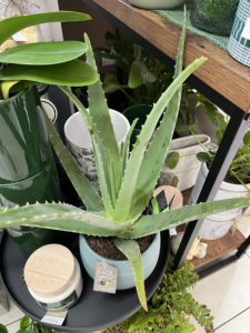 Le Jardin Deden Plante(1) 278