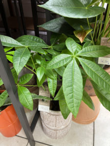 Le Jardin Deden Plantepachira 280