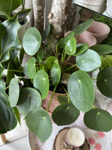 Le Jardin Deden Plantepilea 274