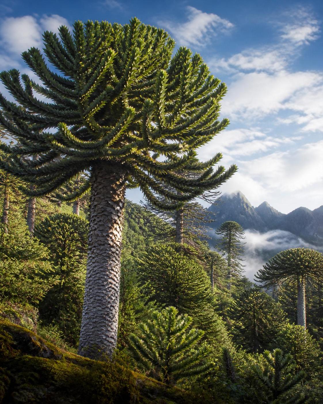 découvrez l'araucaria araucana, un arbre millénaire emblématique des forêts menacées, symbole de résilience et de biodiversité à préserver.