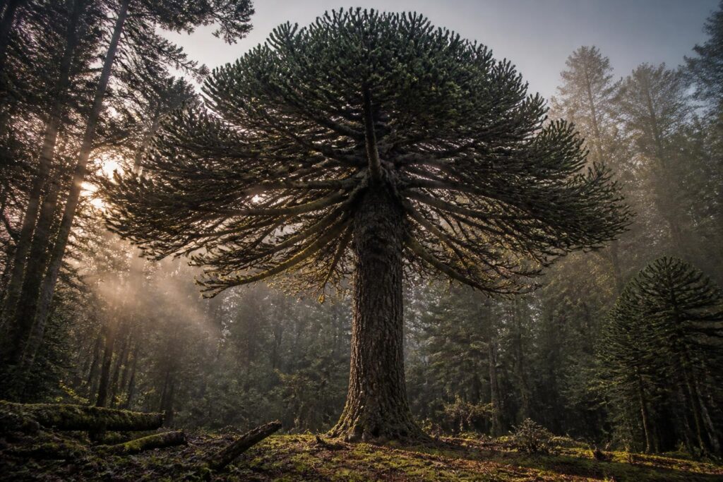 Araucaria araucana : un arbre millénaire au cœur des forêts menacées