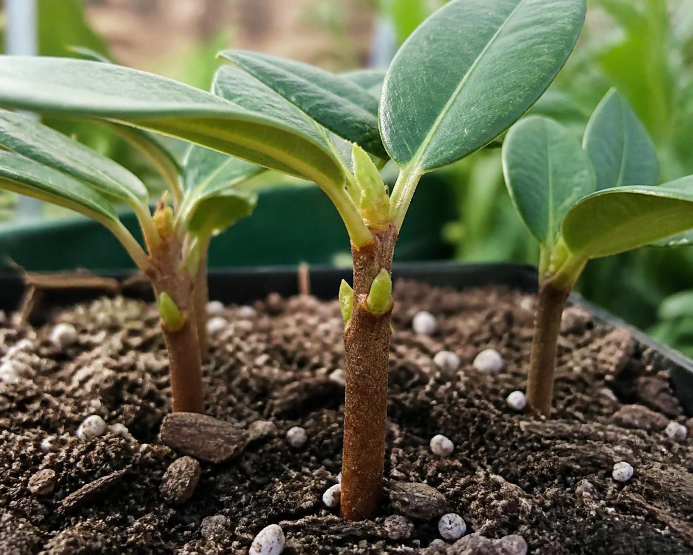 découvrez les astuces indispensables pour réussir la multiplication de votre rhododendron chez vous grâce à la bouture. guide complet pour un jardin florissant.