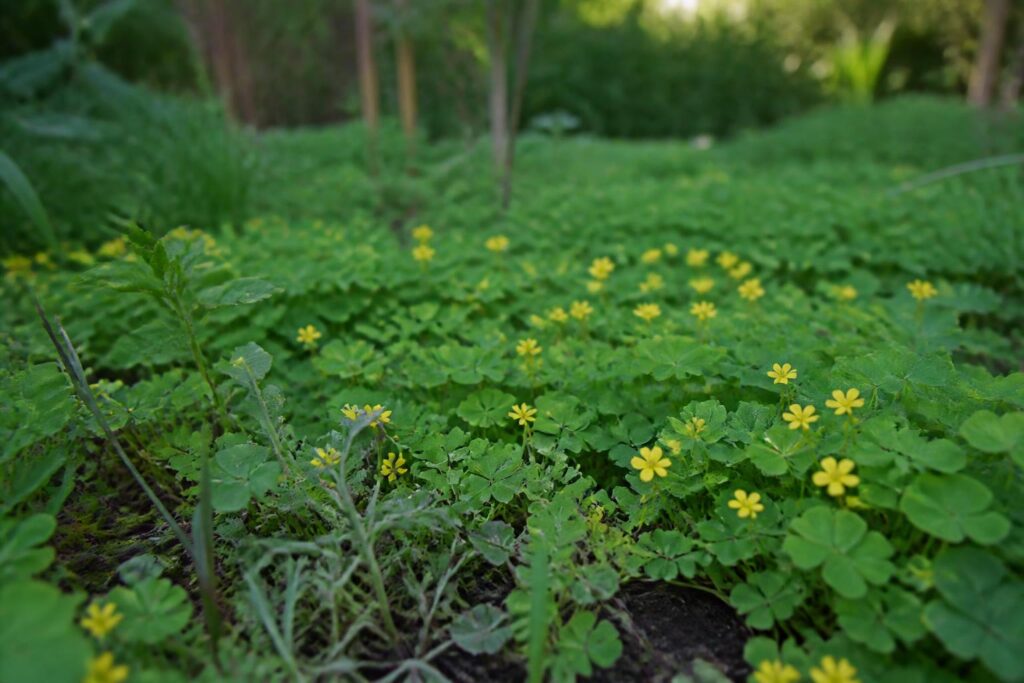 découvrez comment l'oxalis, plante envahissante, impacte nos jardins écologiques et apprenez à la maîtriser pour préserver la biodiversité.