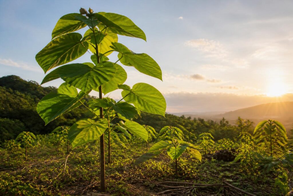 Paulownia : l’arbre miracle pour une reforestation rapide et écologique