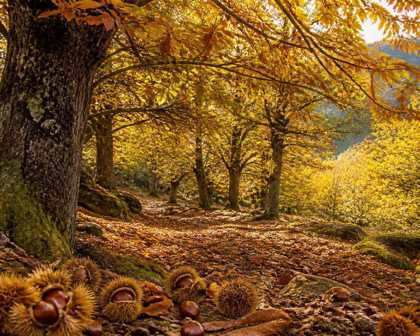 découvrez la châtaigne, ce trésor d’automne riche en bienfaits pour la santé et la gourmandise. apprenez comment la redécouvrir et l’intégrer dans vos recettes de saison.
