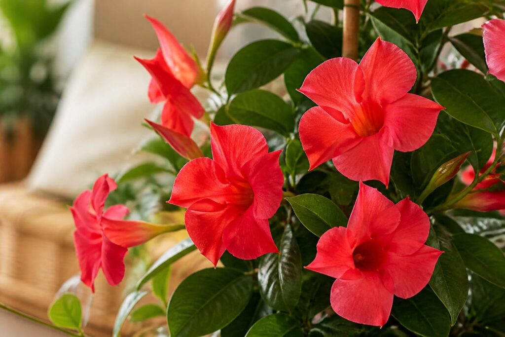 découvrez la diplodenia, une plante d’intérieur aux fleurs éclatantes qui apporte couleur et élégance à votre intérieur. facile d’entretien, elle séduira tous les amateurs de plantes décoratives.