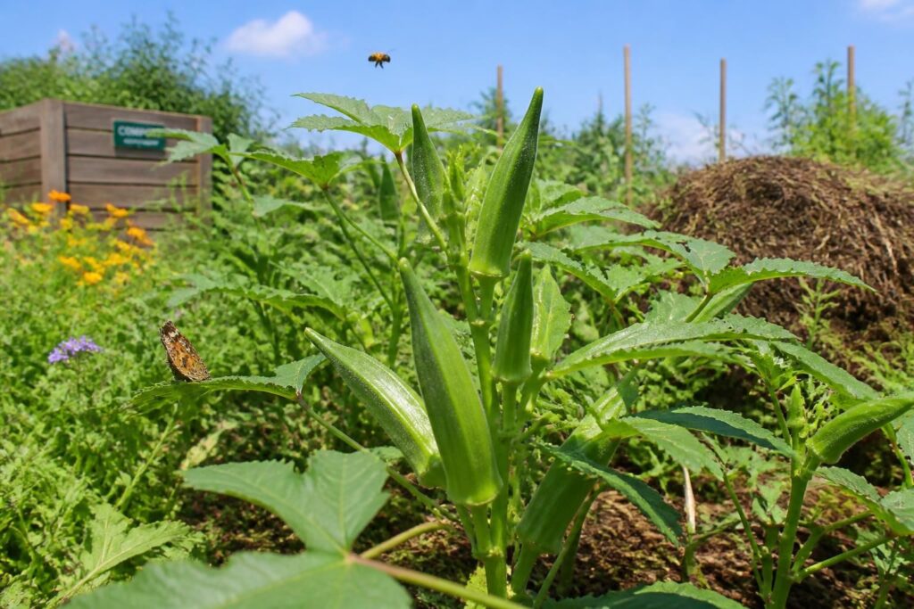 découvrez le gombo, un trésor écologique méconnu, idéal pour créer des jardins durables et bio, alliant biodiversité et respect de l'environnement.
