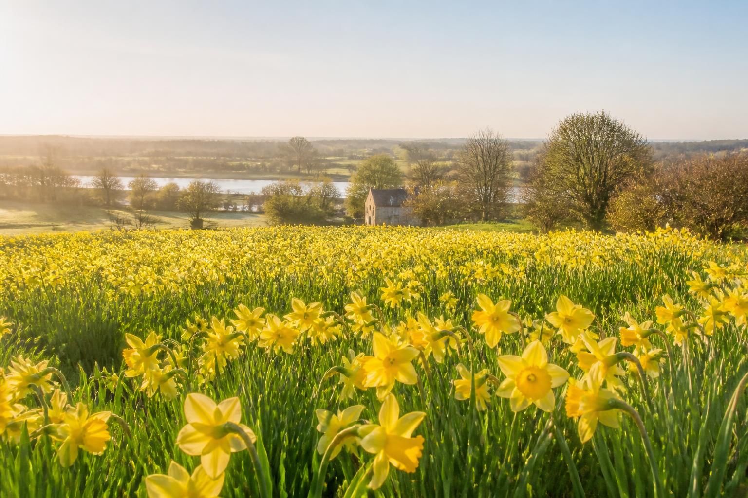 découvrez la signification de la jonquille, entre symboles traditionnels et messages secrets que cette fleur éclatante transmet dans la nature.