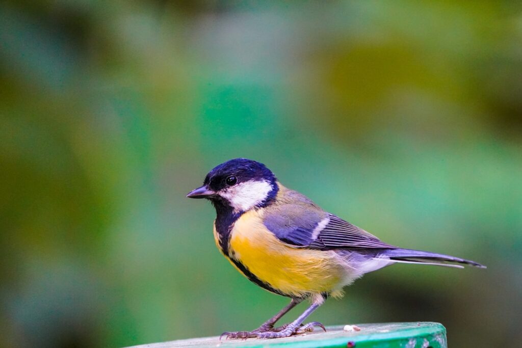 a small bird sits on a fence