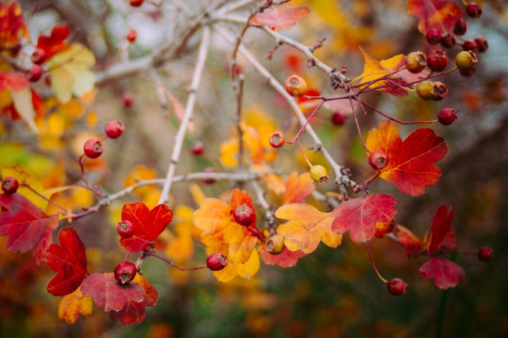 berries