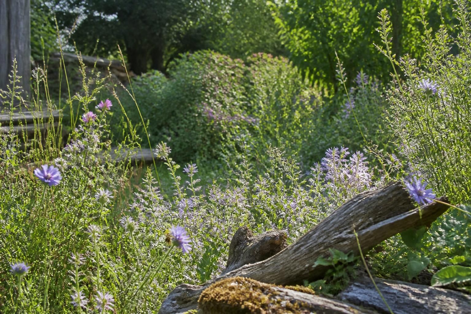 découvrez des gestes simples et efficaces pour protéger les abeilles et leur habitat, indispensables à la biodiversité, avec nos conseils pour apiculteurs et amateurs.