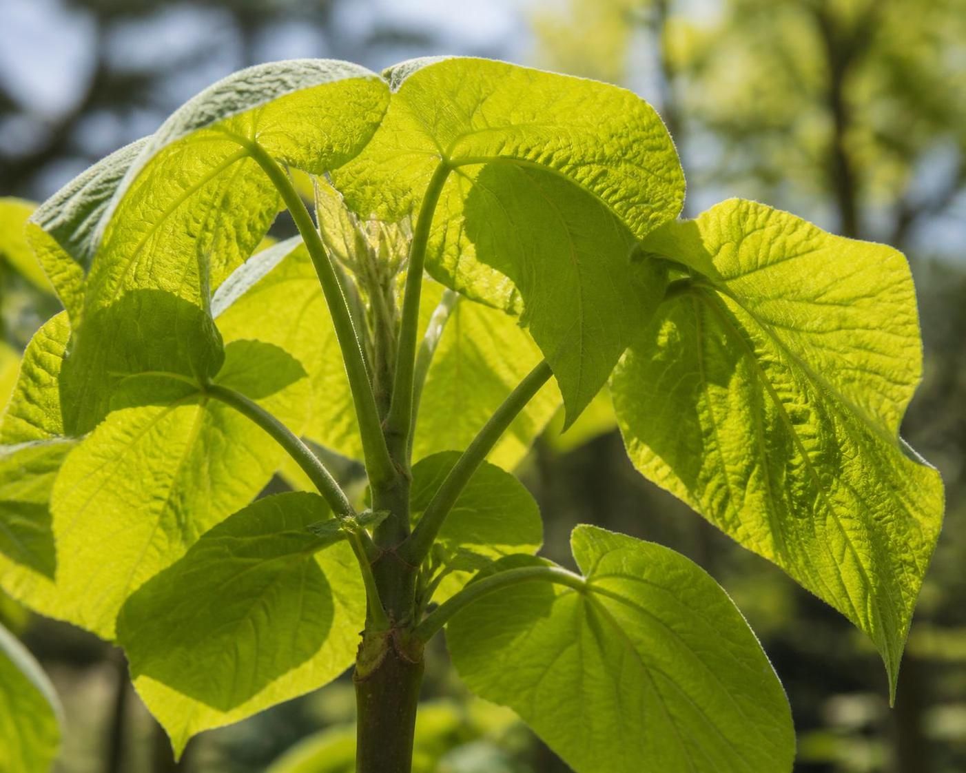 découvrez comment l'arbre paulownia, grâce à sa croissance rapide et ses bienfaits écologiques, devient un allié incontournable pour accélérer et améliorer le reboisement.