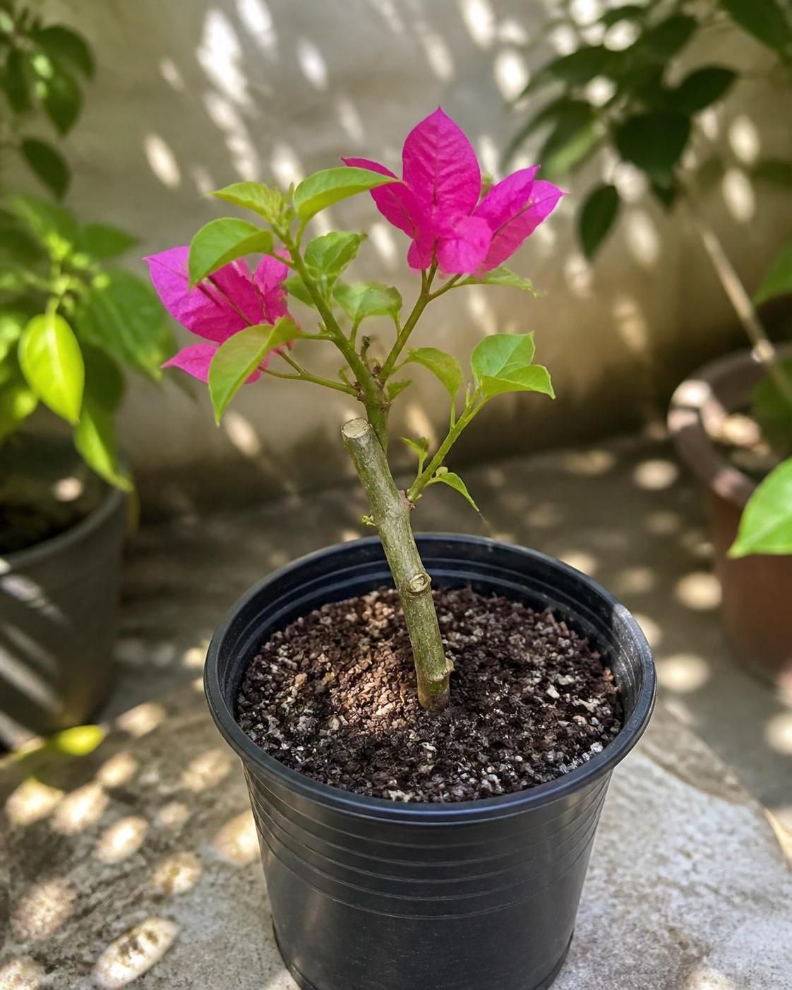 découvrez nos astuces pratiques pour réussir la bouture de bougainvillier et obtenir une plante florissante, colorée et pleine de vie.