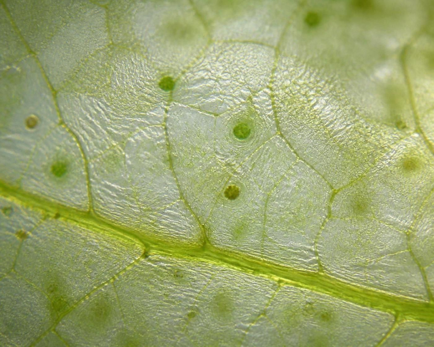 découvrez le rôle crucial du velum en écologie dans la régulation des échanges atmosphériques et son impact sur l'équilibre environnemental.