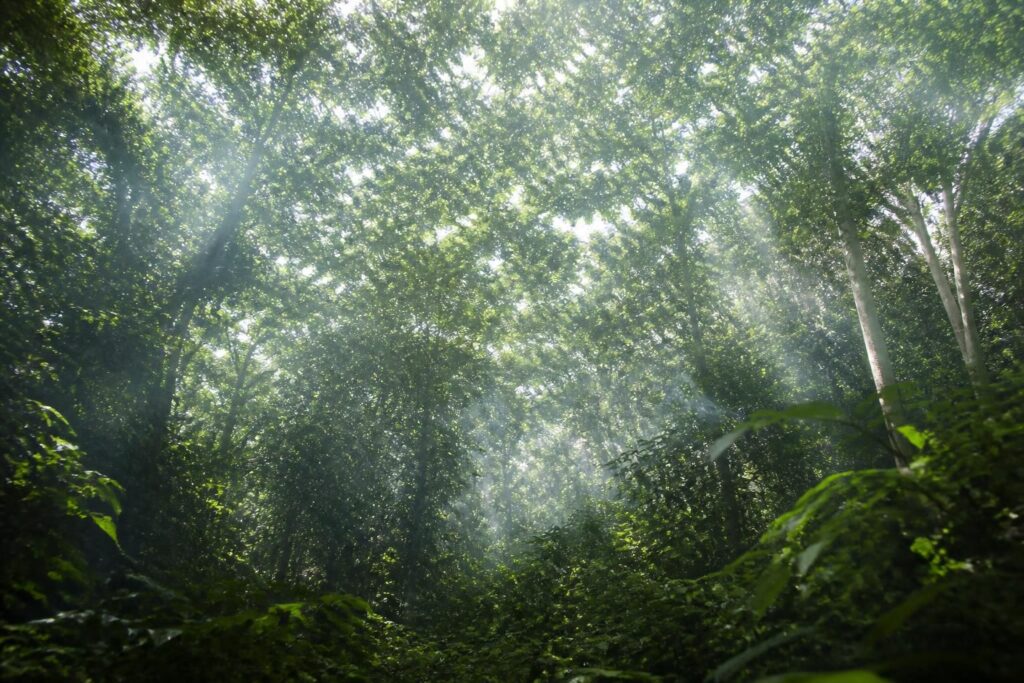 découvrez le rôle essentiel du velum en écologie, son impact sur la régulation des échanges atmosphériques et son importance pour l'équilibre environnemental.