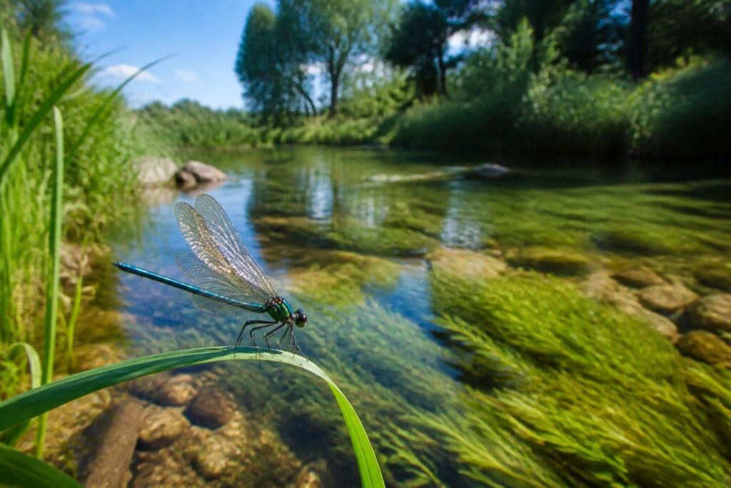 découvrez comment la libellule, indicateur naturel, permet d'évaluer la qualité des eaux douces et contribue à la préservation des écosystèmes aquatiques.