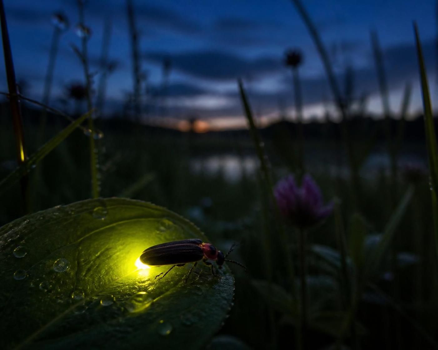 découvrez comment la luciole joue un rôle essentiel dans la biodiversité nocturne française en illuminant nos nuits et en contribuant à l'équilibre écologique.