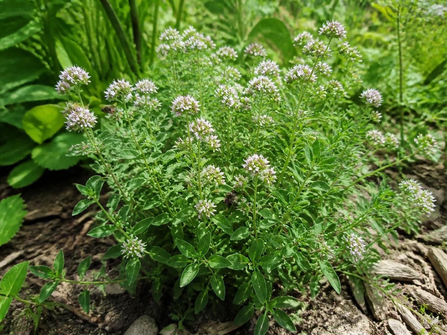 découvrez les bienfaits de la marjolaine, une plante aromatique aux vertus méconnues, idéale pour enrichir et protéger votre jardin écologique naturellement.