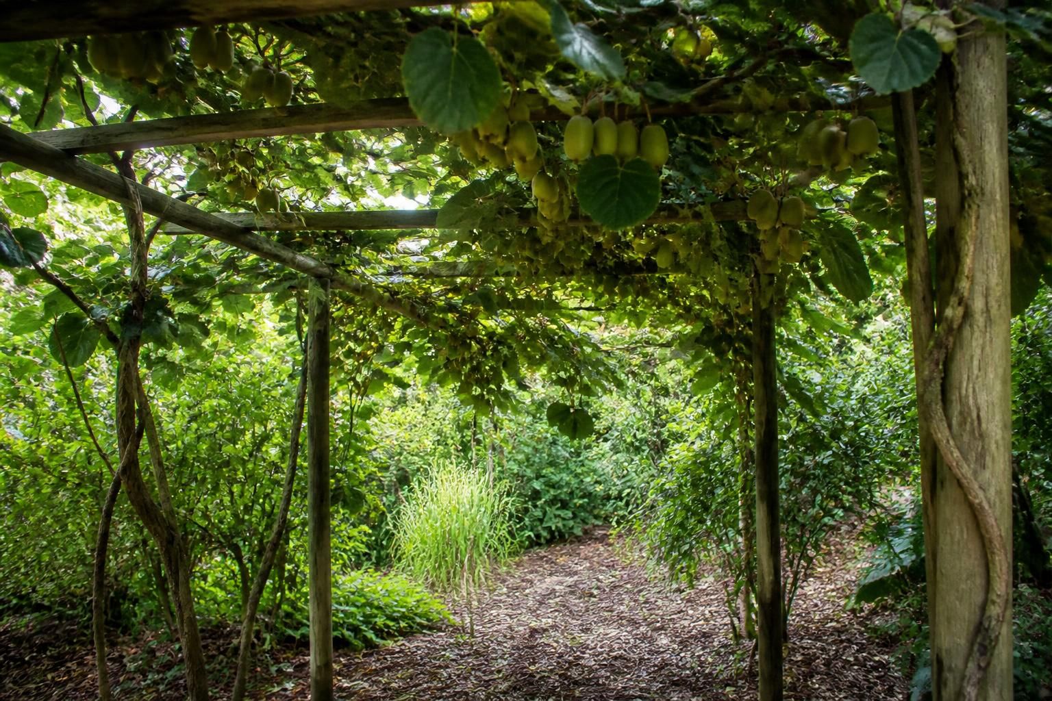 découvrez comment choisir la variété idéale de kiwi pour votre jardin écologique, en tenant compte des critères de climat, d'entretien et de biodiversité afin de cultiver un arbre fruitier durable et respectueux de l'environnement.