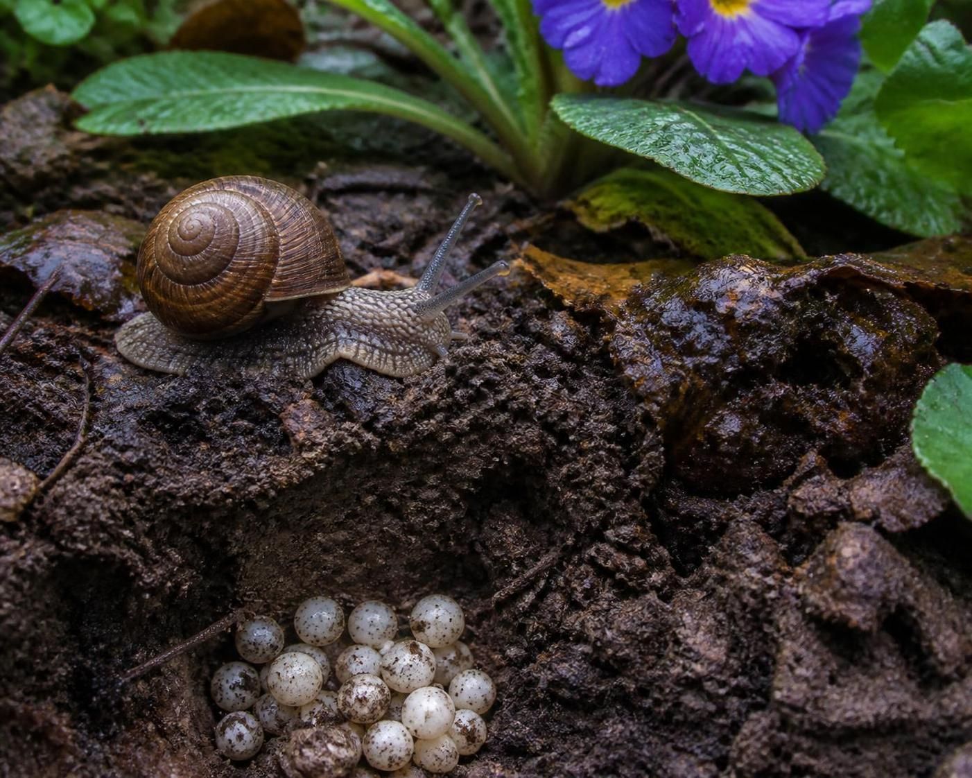 découvrez le cycle de vie complet de l'escargot œuf, ce petit mollusque fascinant, et comprenez ses étapes de développement, de la naissance à l'âge adulte.