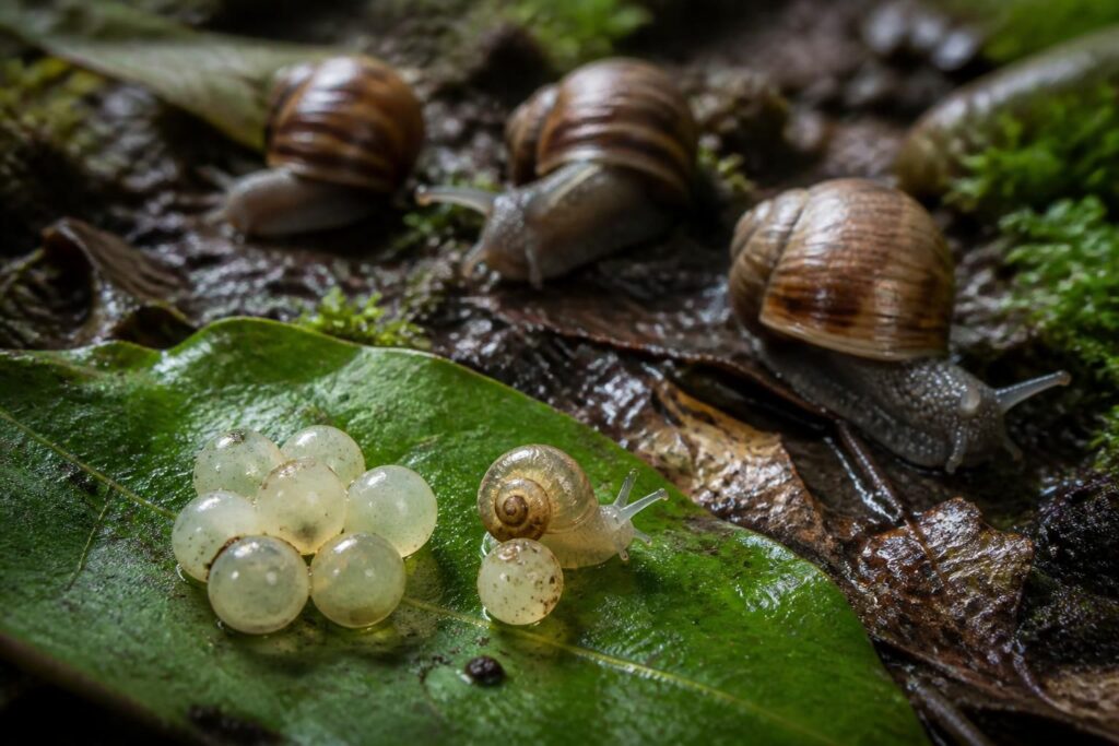 découvrez le cycle de vie de l'escargot œuf, un petit mollusque fascinant. apprenez comment il se développe et évolue étape par étape.