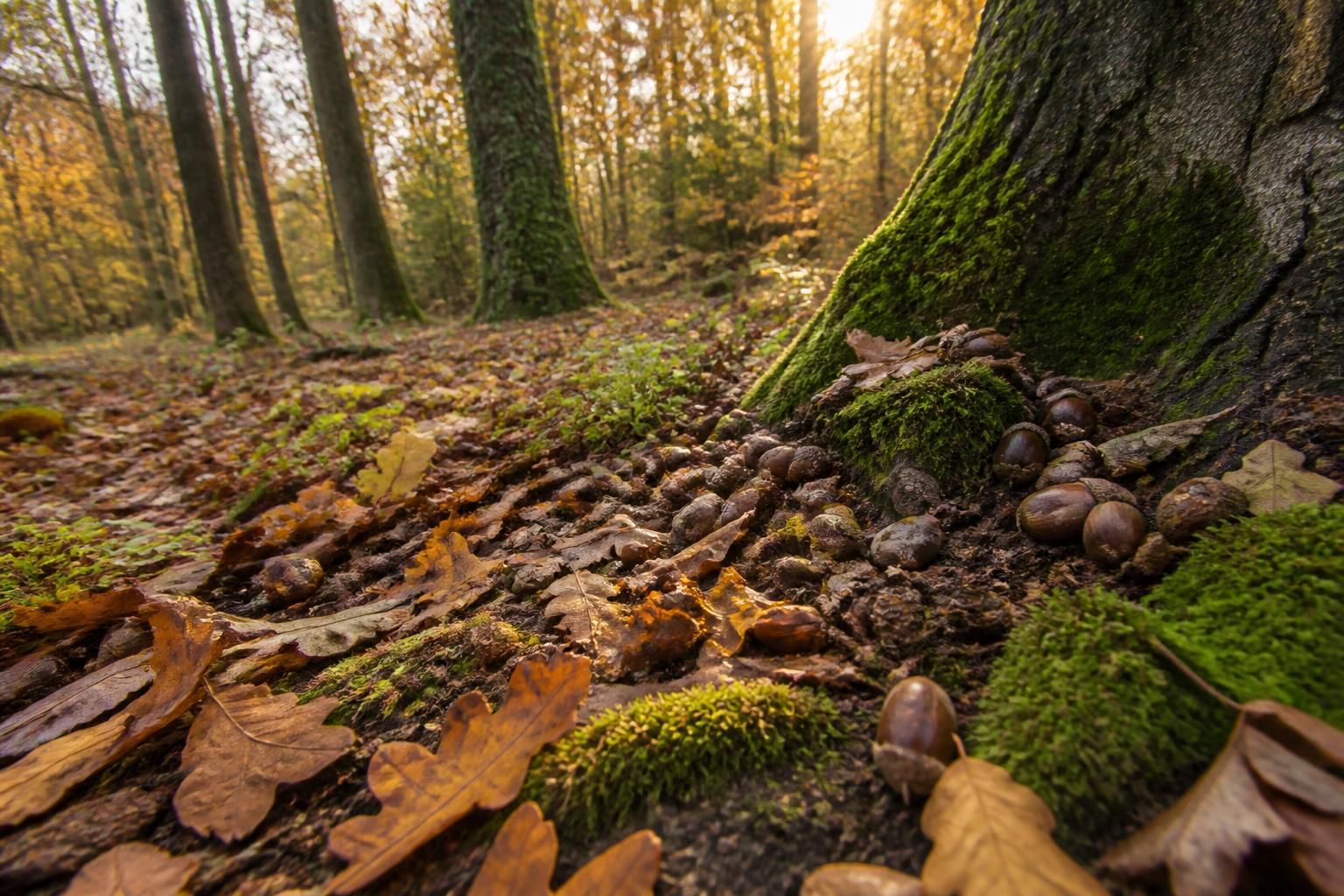 découvrez le gland de chêne, un trésor naturel essentiel pour la biodiversité locale, soutenant de nombreuses espèces et favorisant un écosystème équilibré.