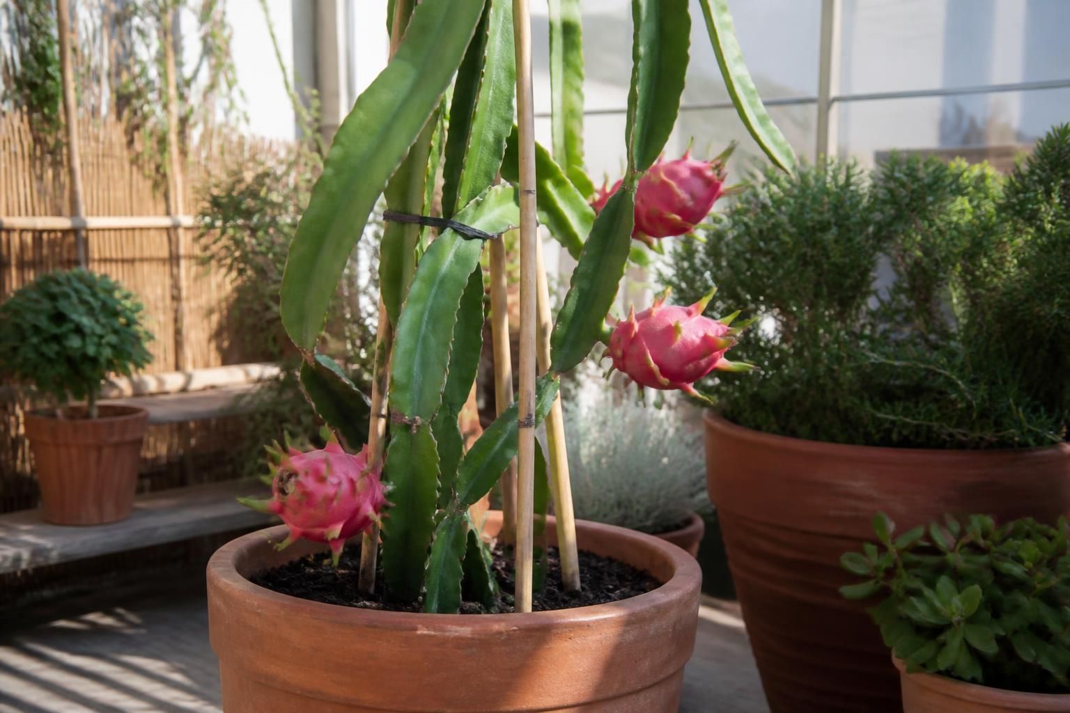 découvrez comment le pitaya, ce fruit exotique aux couleurs éclatantes, s’invite et prospère dans nos jardins urbains, apportant fraîcheur et originalité à nos espaces verts citadins.