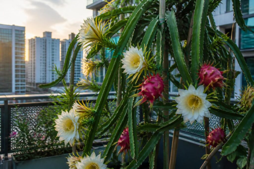 découvrez comment le pitaya, fruit exotique et coloré, conquiert les jardins urbains grâce à sa culture facile et ses bienfaits pour la santé.