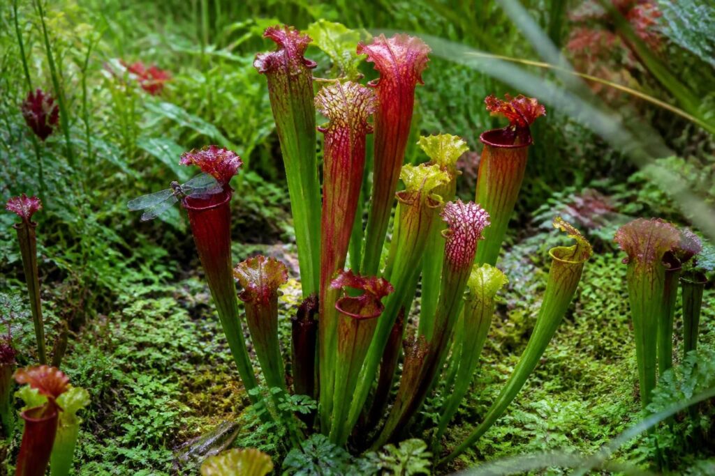 découvrez les sarracenia, ces plantes carnivores exceptionnelles qui apportent originalité et biodiversité à votre jardin en créant un écosystème unique et fascinant.