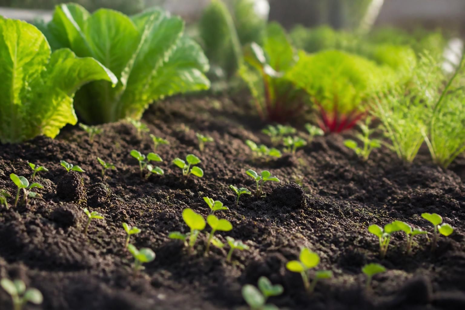 découvrez pourquoi la terre végétale est essentielle pour la santé et la fertilité de votre jardin, en améliorant la qualité du sol et le développement de vos plantes.