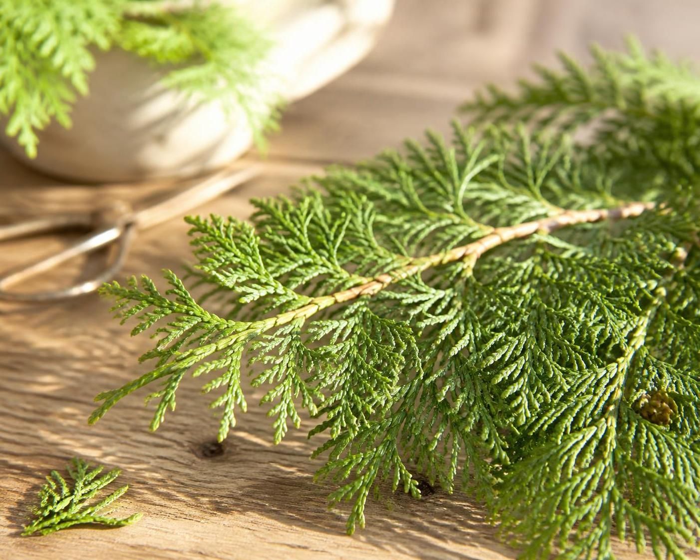 découvrez les bienfaits du thuya pour la peau et son impact positif sur l'environnement naturel. un arbre aux vertus apaisantes et écologiques à connaître.
